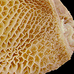 CASQUET DE TRIPE (SEMI-CUITE, NATUREL)